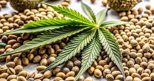 Finding Quality Cannabis Seeds in Rhode Island Finding Quality Cannabis Seeds in Rhode Island