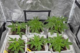 Finding Quality Cannabis Seeds in Rhode Island Finding Quality Cannabis Seeds in Rhode Island